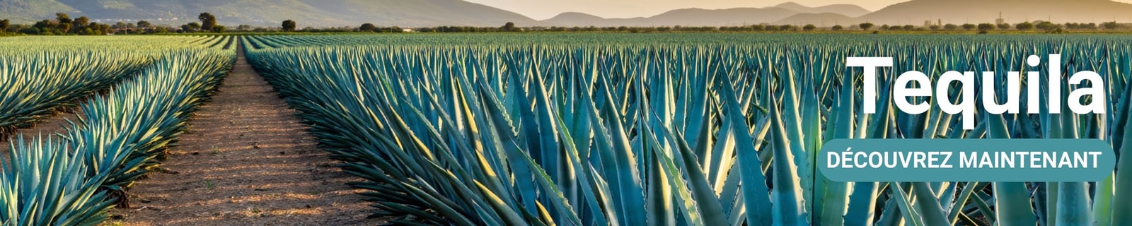 Bannière de catégorie