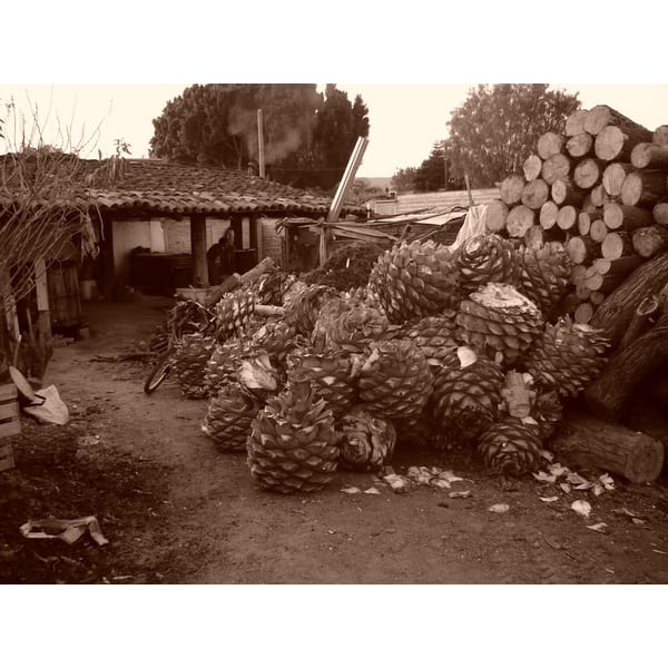 Ilegal Mezcal Joven 50cl